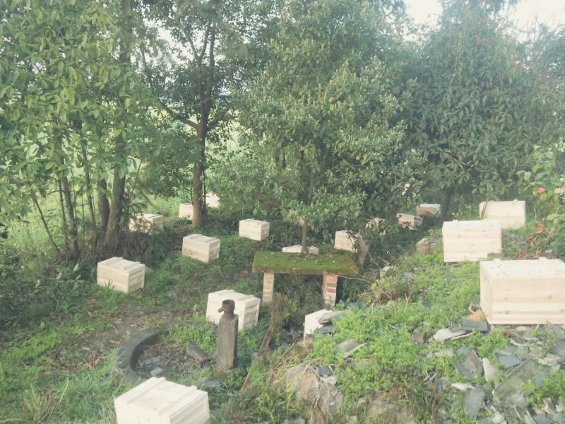 湖南资兴市5A旅游景区东江湖野生正宗土蜂蜜