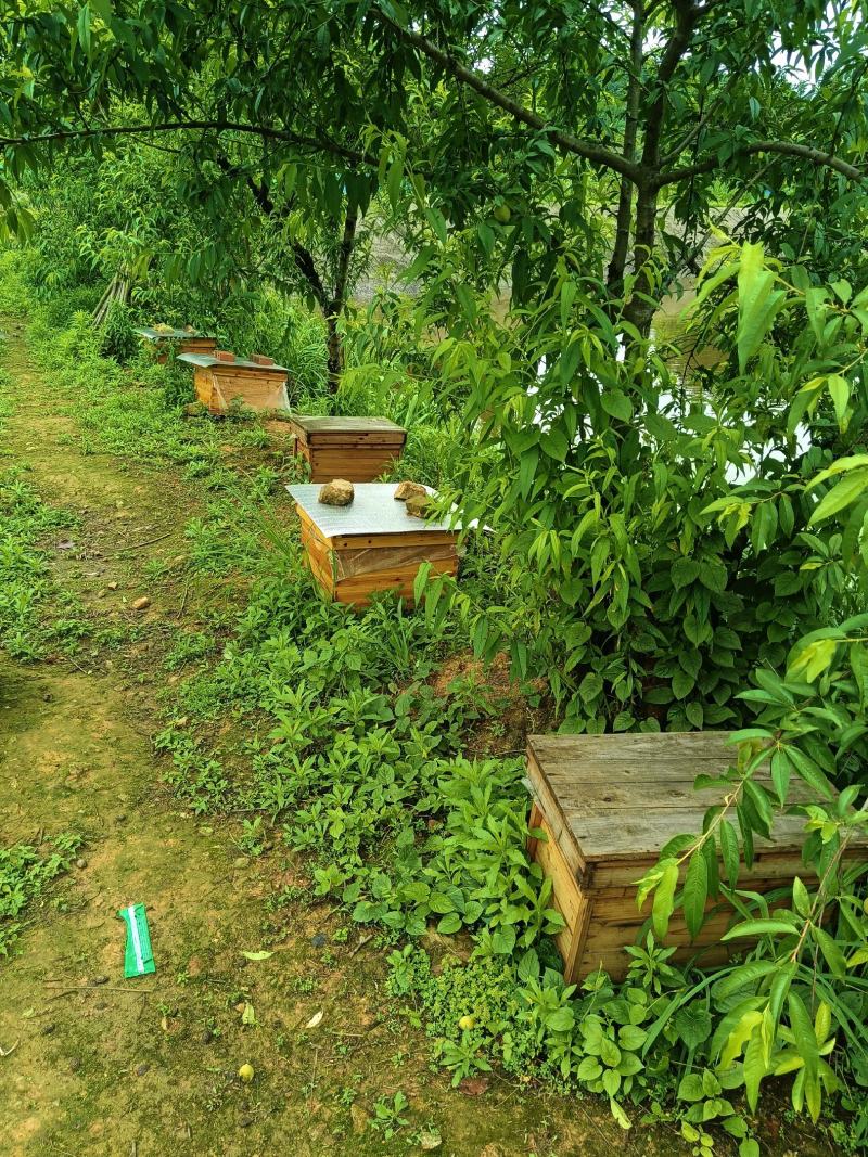 湖南资兴市5A旅游景区东江湖野生正宗土蜂蜜