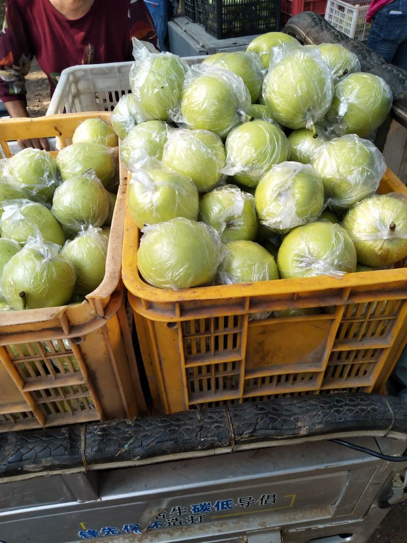 【精品】膜袋皇冠梨河北皇冠梨一手货源个大均匀欢迎看货
