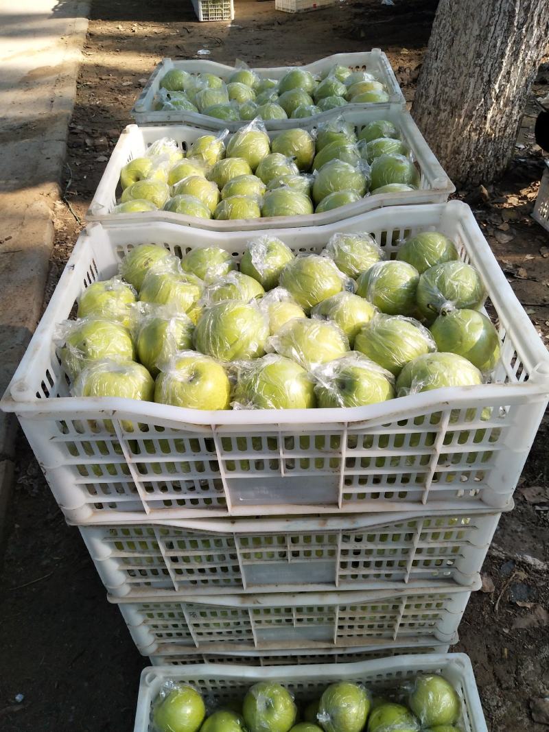 【精品】膜袋皇冠梨河北皇冠梨一手货源个大均匀欢迎看货