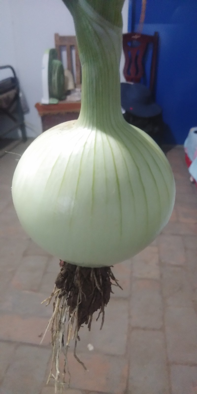 大面积陆地紫皮.黄皮洋葱大量上市