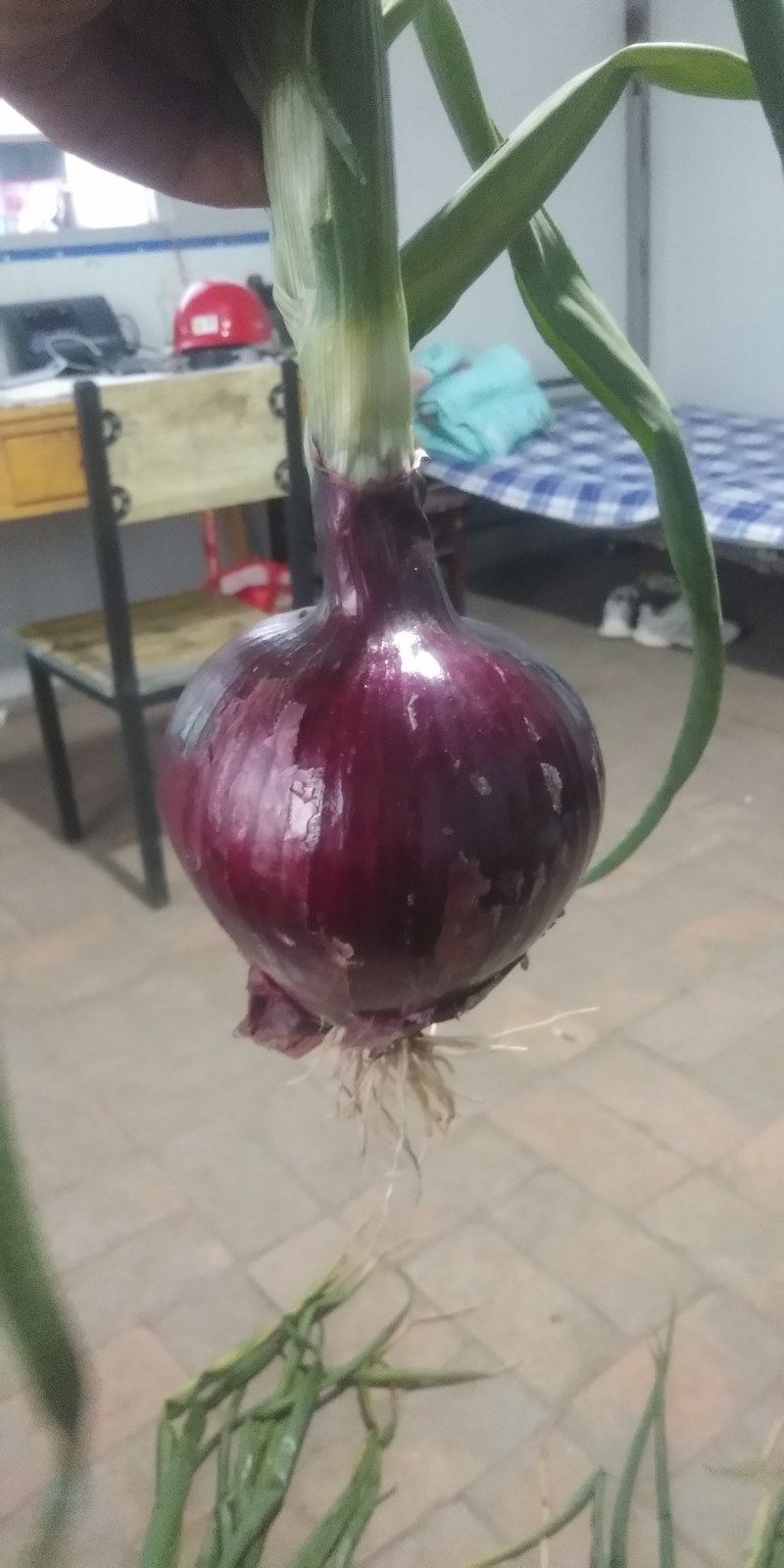 大面积陆地紫皮.黄皮洋葱大量上市