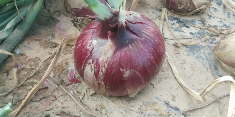 大面积陆地紫皮.黄皮洋葱大量上市
