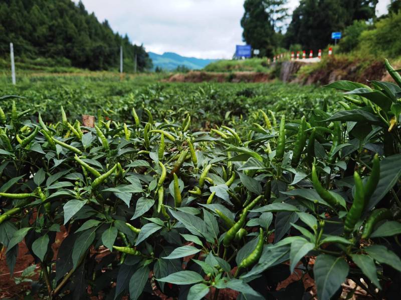 贵州高山艳椒，质量保证