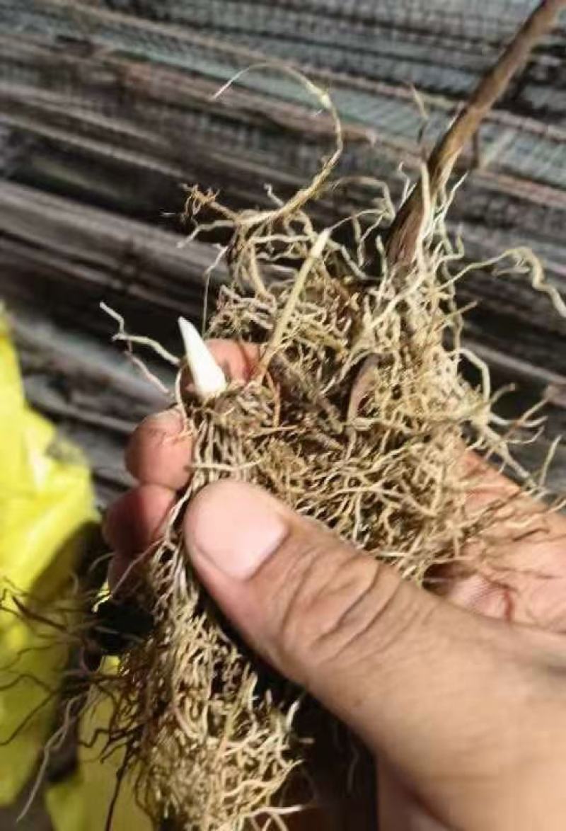 我苗圃大量批发铃兰苗批发铃兰苗基地铃兰苗产地铃兰苗出售