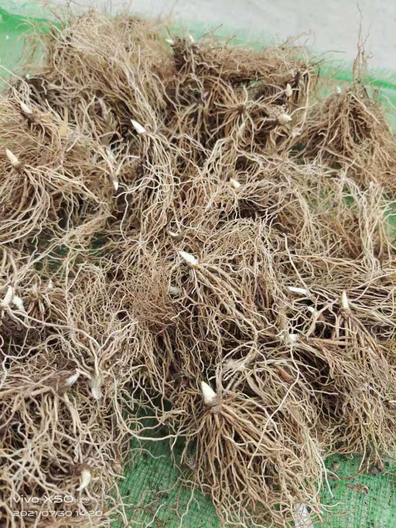 我苗圃大量批发铃兰苗批发铃兰苗基地铃兰苗产地铃兰苗出售