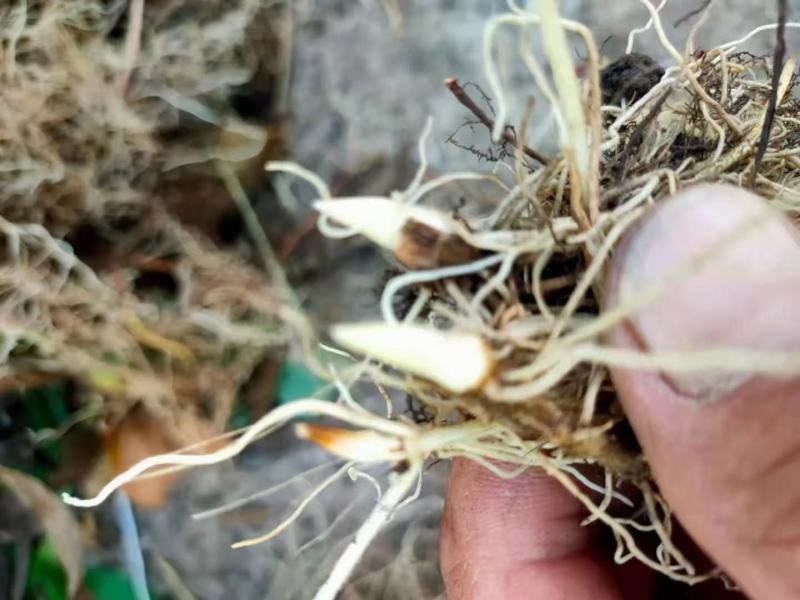 我苗圃大量批发铃兰苗批发铃兰苗基地铃兰苗产地铃兰苗出售