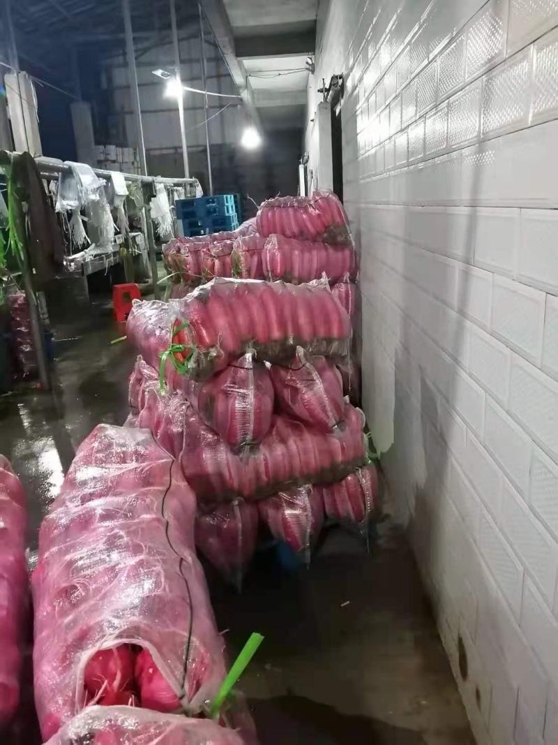 湖北长阳高山精品红皮萝卜大量上市产地直供诚信经营