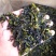 高山茶潮汕惠来土山茶汀洋八仙茶福建乌龙茶高山茶叶1斤茶叶
