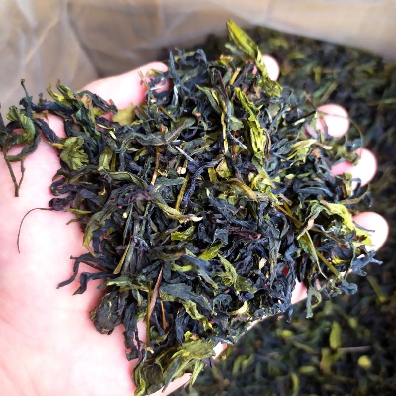 高山茶潮汕惠来土山茶汀洋八仙茶福建乌龙茶高山茶叶1斤茶叶