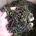 高山茶潮汕惠来土山茶汀洋八仙茶福建乌龙茶高山茶叶1斤茶叶
