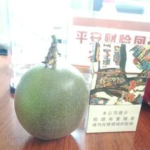 每天10000斤贵州百香果台农一号紫果国家地理标志性特产