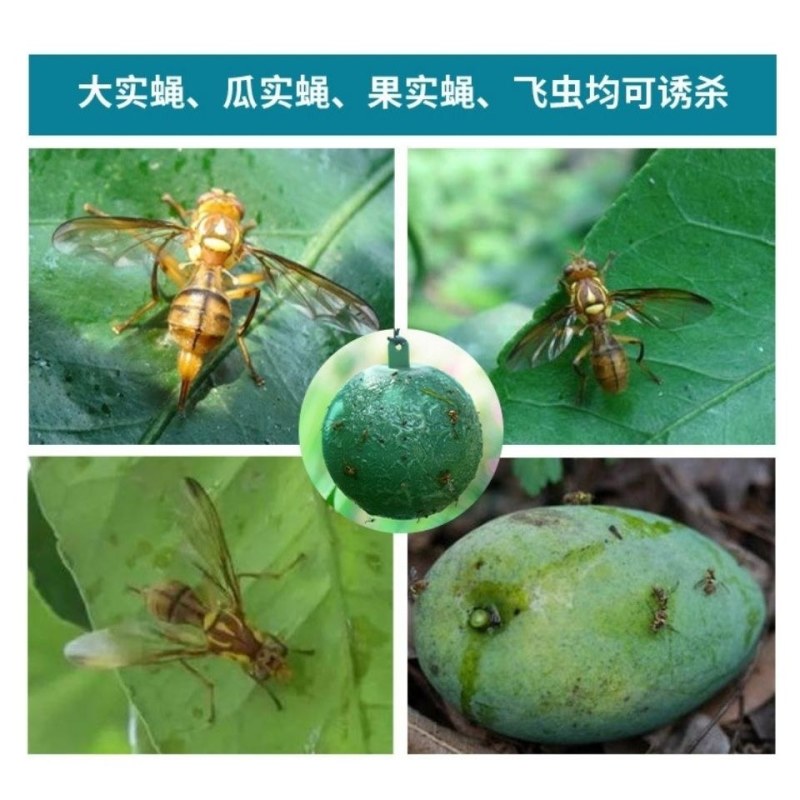 （包邮）大实蝇柑橘诱蝇球诱虫球小实蝇针蜂粘诱球