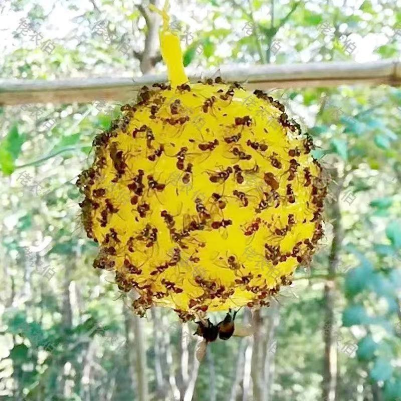 （包邮）大实蝇柑橘诱蝇球诱虫球小实蝇针蜂粘诱球