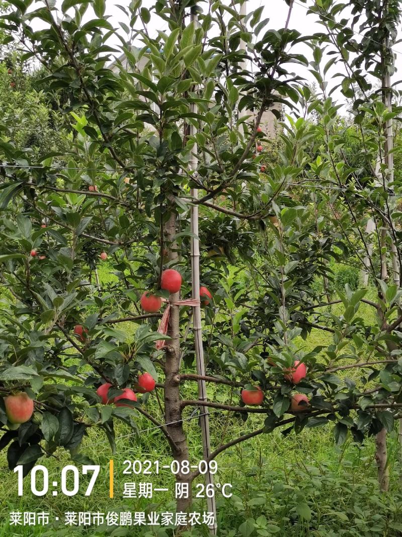 鲁丽苹果，脆甜久放不起面