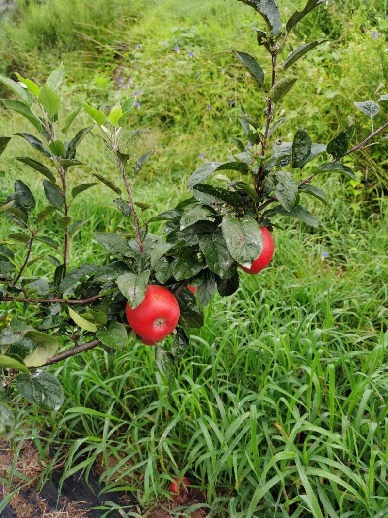 鲁丽苹果，脆甜久放不起面