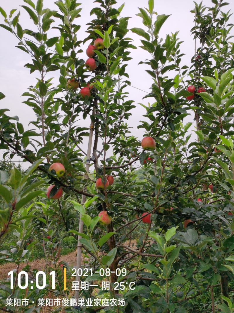 鲁丽苹果，脆甜久放不起面