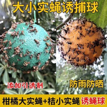 （包邮）大实蝇柑橘诱蝇球诱虫球小实蝇针蜂粘诱球