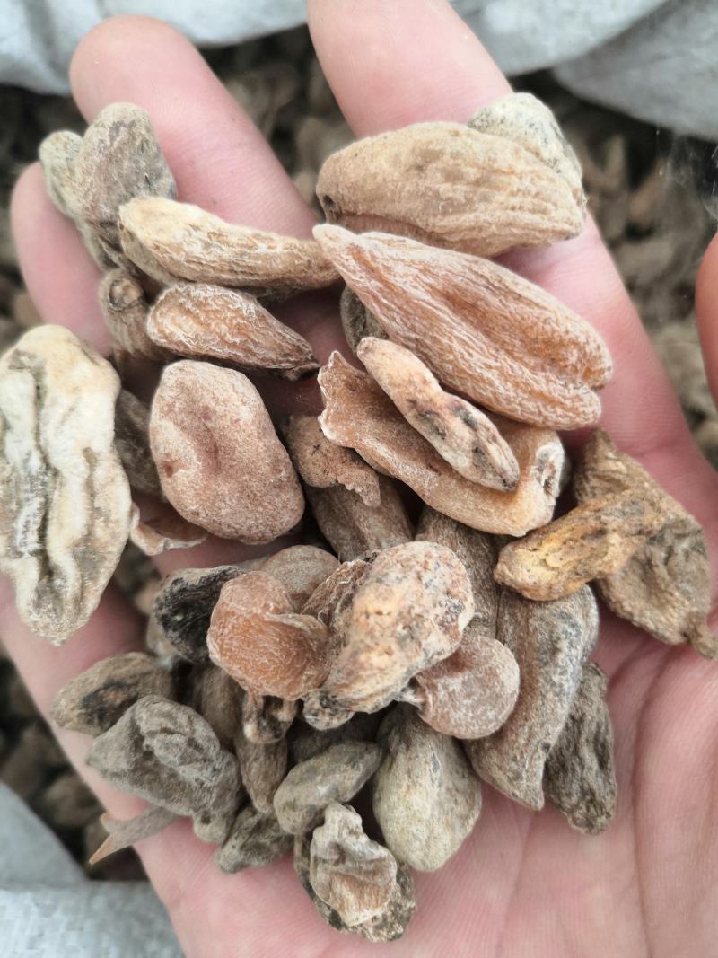 产地直销白芨殴白芨低价出售包邮
