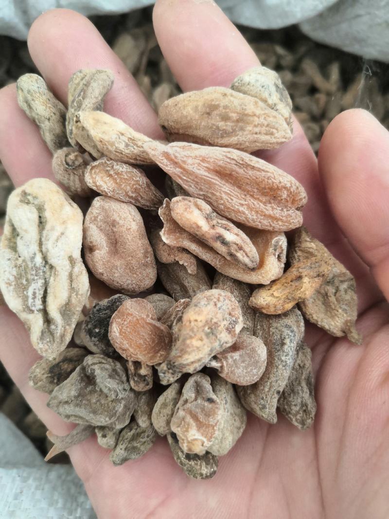产地直销白芨殴白芨低价出售包邮