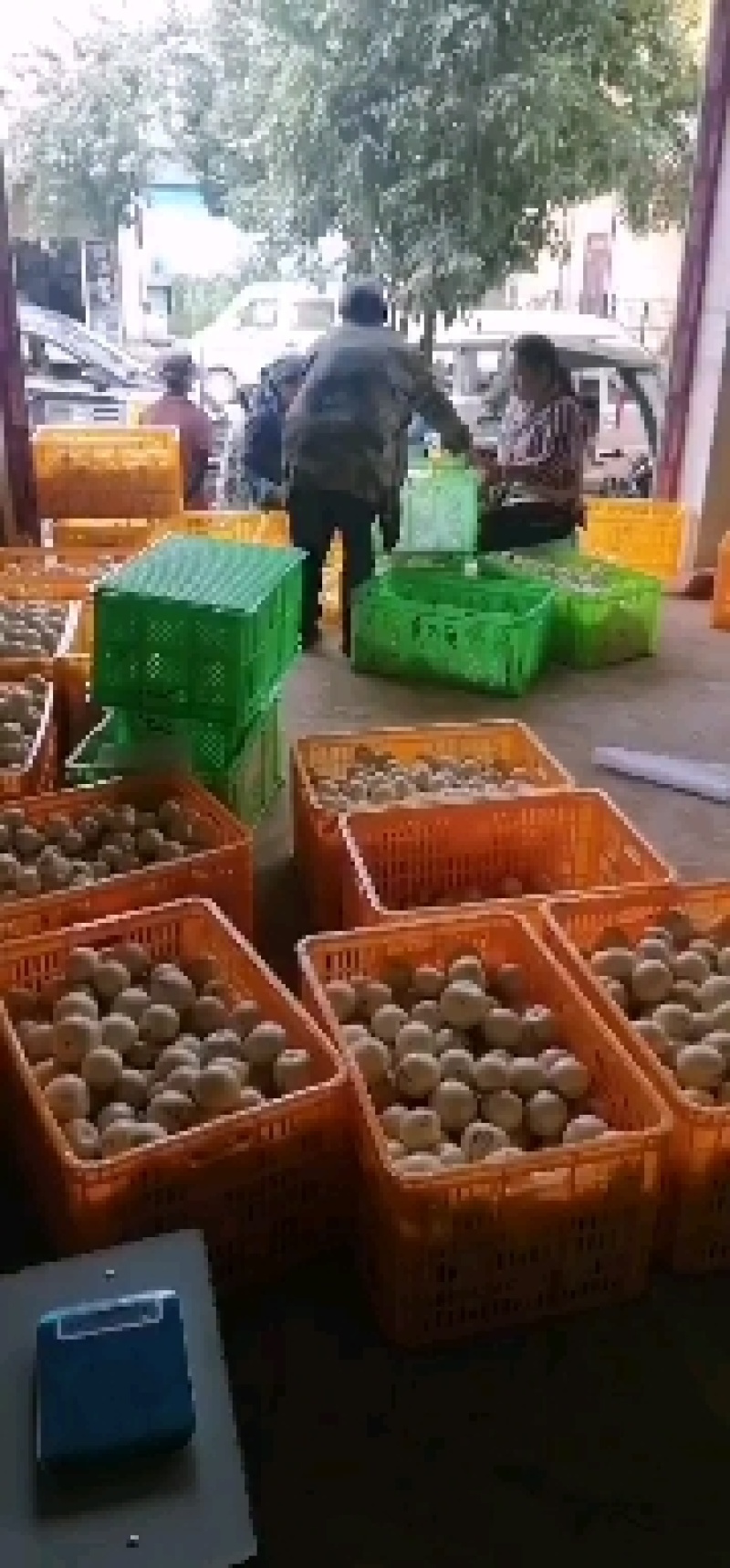 云南七彩人生果，外观花纹特别，产地基地直供，欢迎各位前来