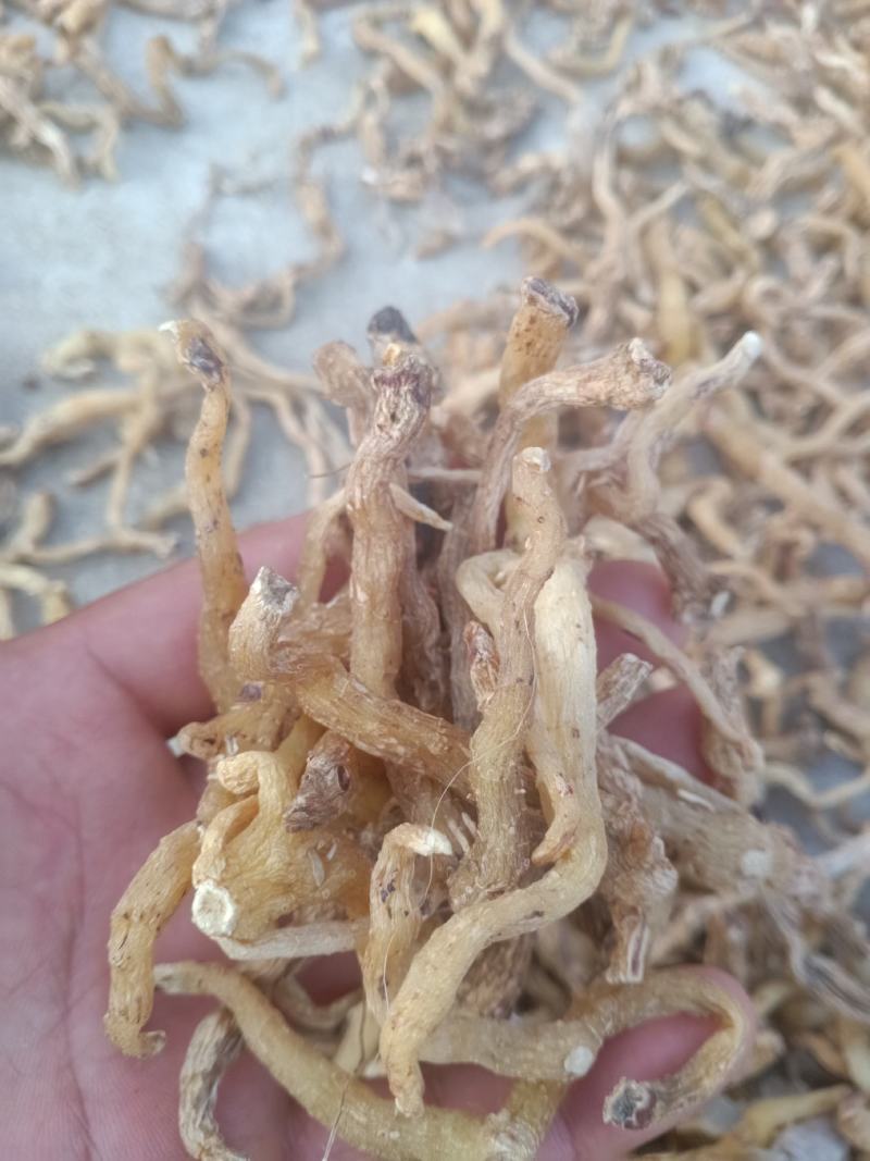 东北野生关玉竹大量产新，产地一手货源，品质保证。