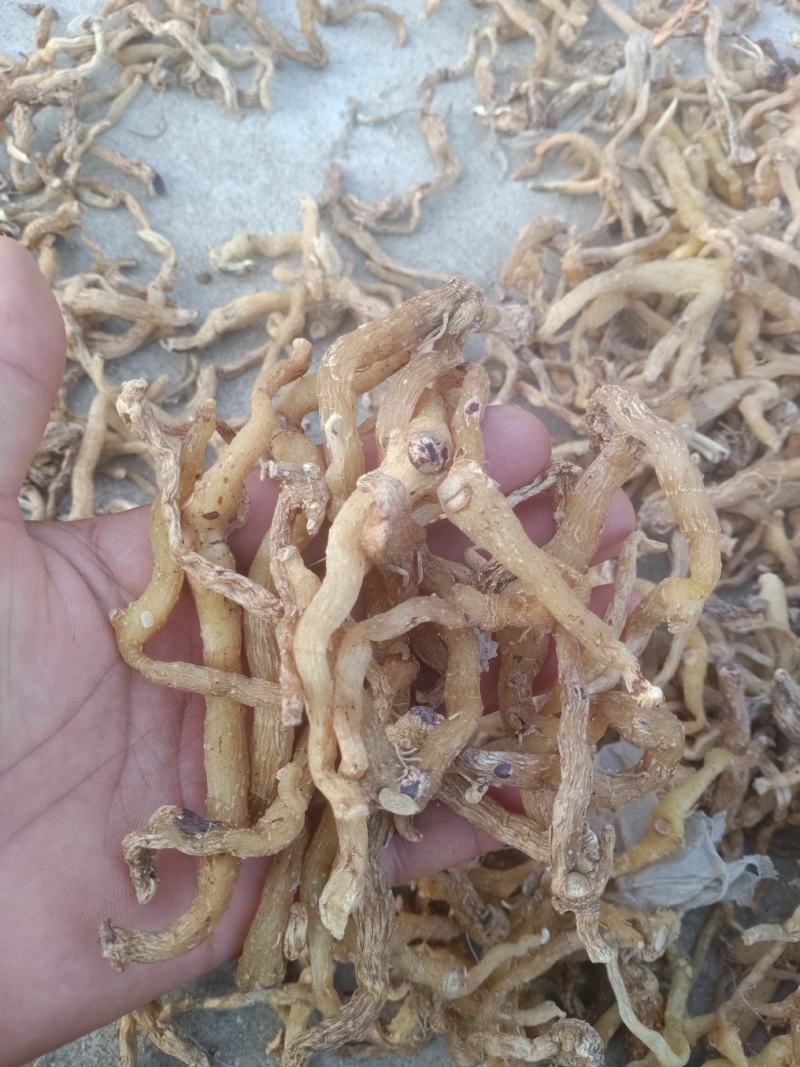东北野生关玉竹大量产新，产地一手货源，品质保证。