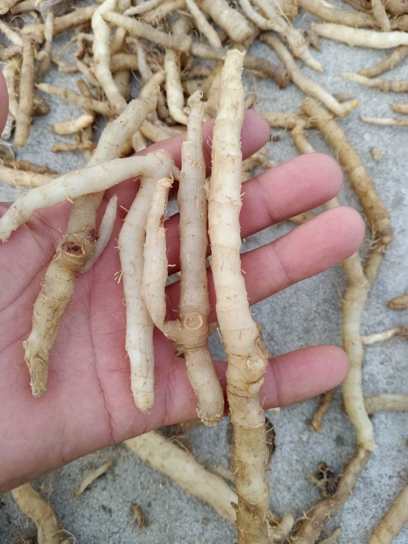 东北野生关玉竹大量产新，产地一手货源，品质保证。