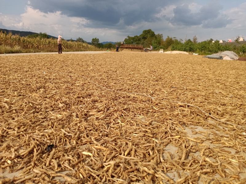 东北野生关玉竹大量产新，产地一手货源，品质保证。