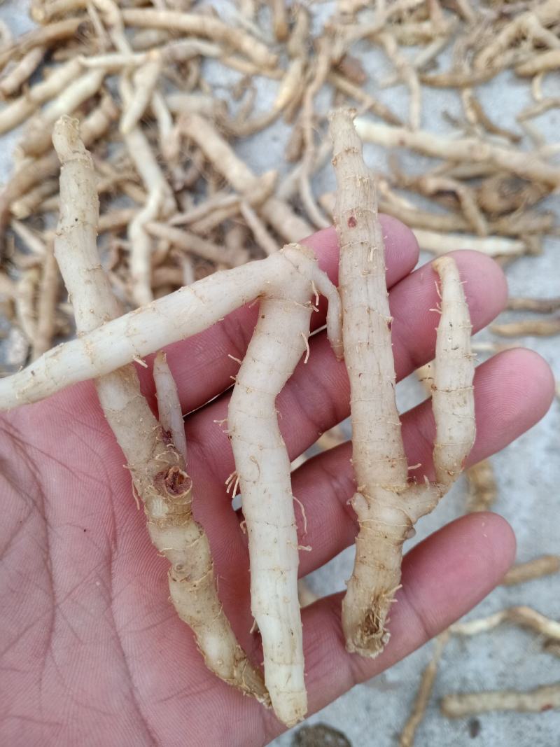 东北野生关玉竹大量产新，产地一手货源，品质保证。