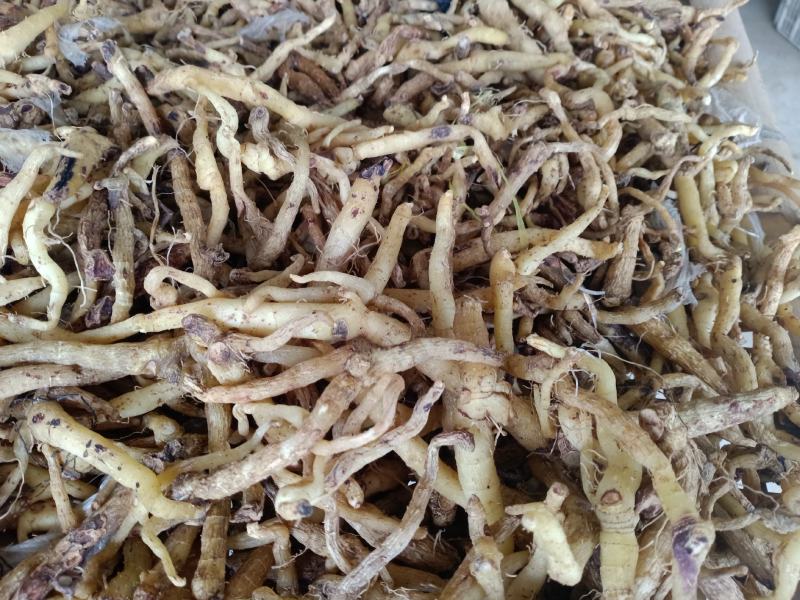 东北野生关玉竹大量产新，产地一手货源，品质保证。
