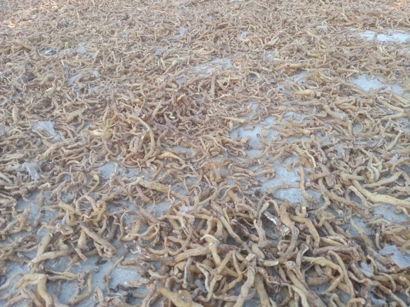 东北野生关玉竹大量产新，产地一手货源，品质保证。