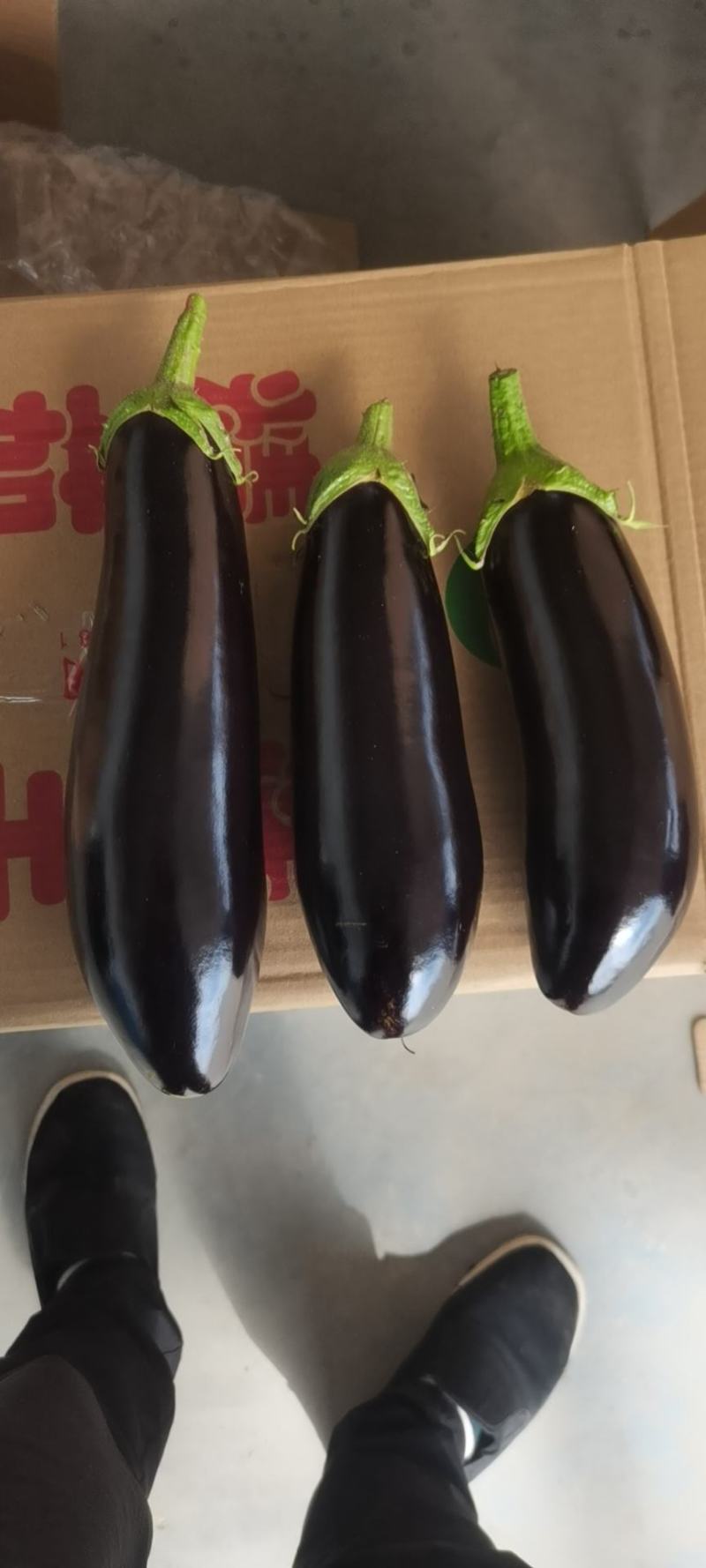 精品765茄王花茄全国可发