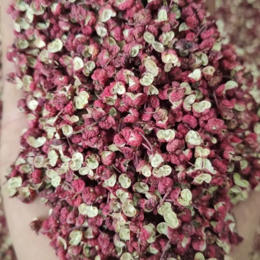 陇南花椒