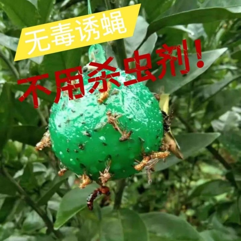 包邮）瓜果实蝇诱蝇球杀针蜂灭柑橘大小实蝇诱捕器果园粘虫球