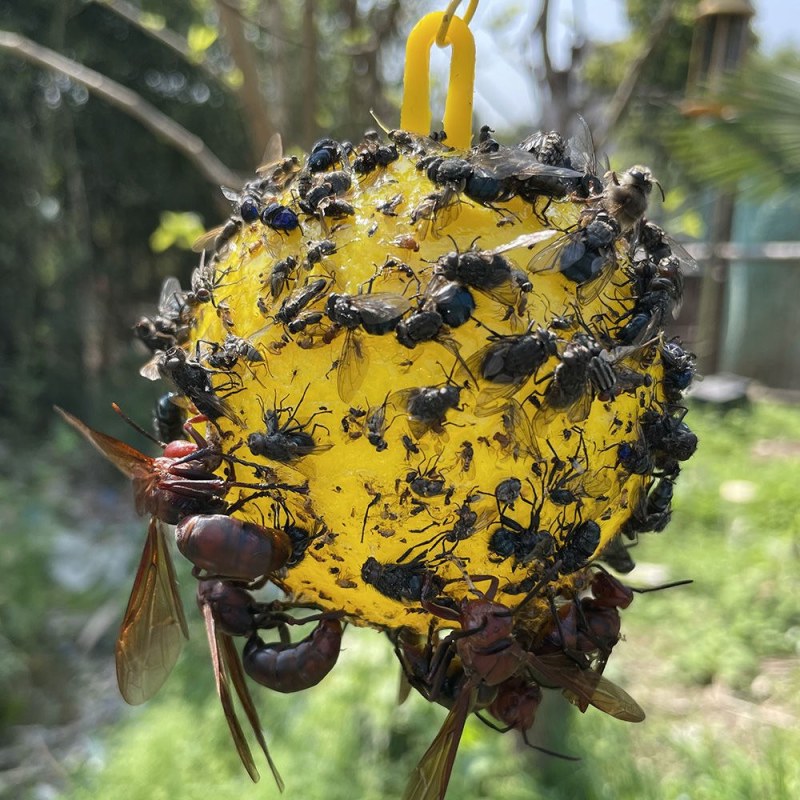 包邮）瓜果实蝇诱蝇球杀针蜂灭柑橘大小实蝇诱捕器果园粘虫球