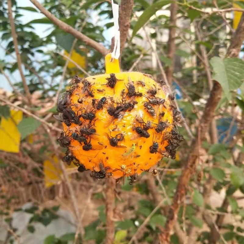 包邮）瓜果实蝇诱蝇球杀针蜂灭柑橘大小实蝇诱捕器果园粘虫球