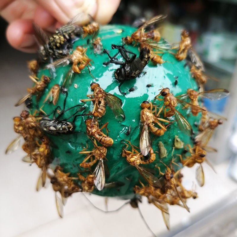 包邮）瓜果实蝇诱蝇球杀针蜂灭柑橘大小实蝇诱捕器果园粘虫球