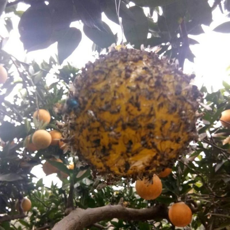包邮）瓜果实蝇诱蝇球杀针蜂灭柑橘大小实蝇诱捕器果园粘虫球