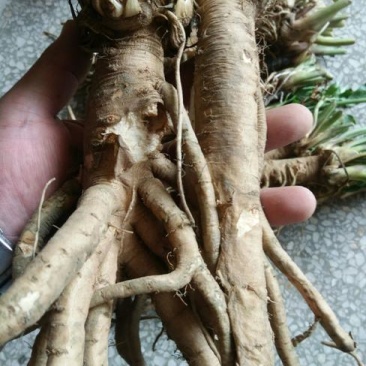 独活马上大量上市