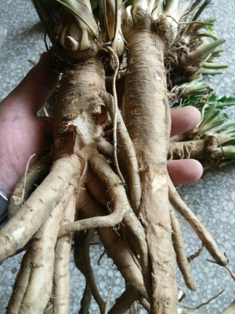 独活马上大量上市