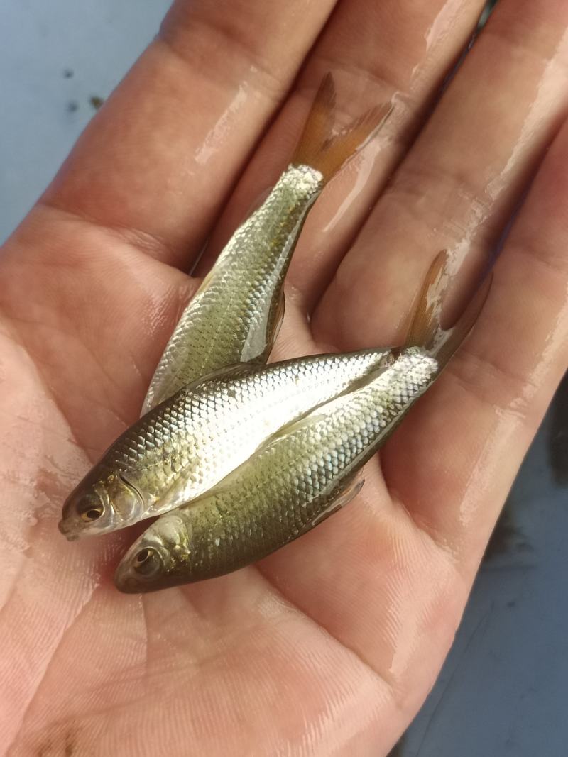 土鲮鱼苗，红眼鲮鱼苗，自产自销，量大从优，可以送货上门