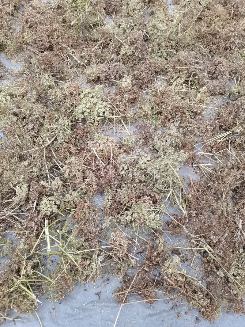 白芷籽，纯新二年生移栽白芷种子，产地直销，假一赔十