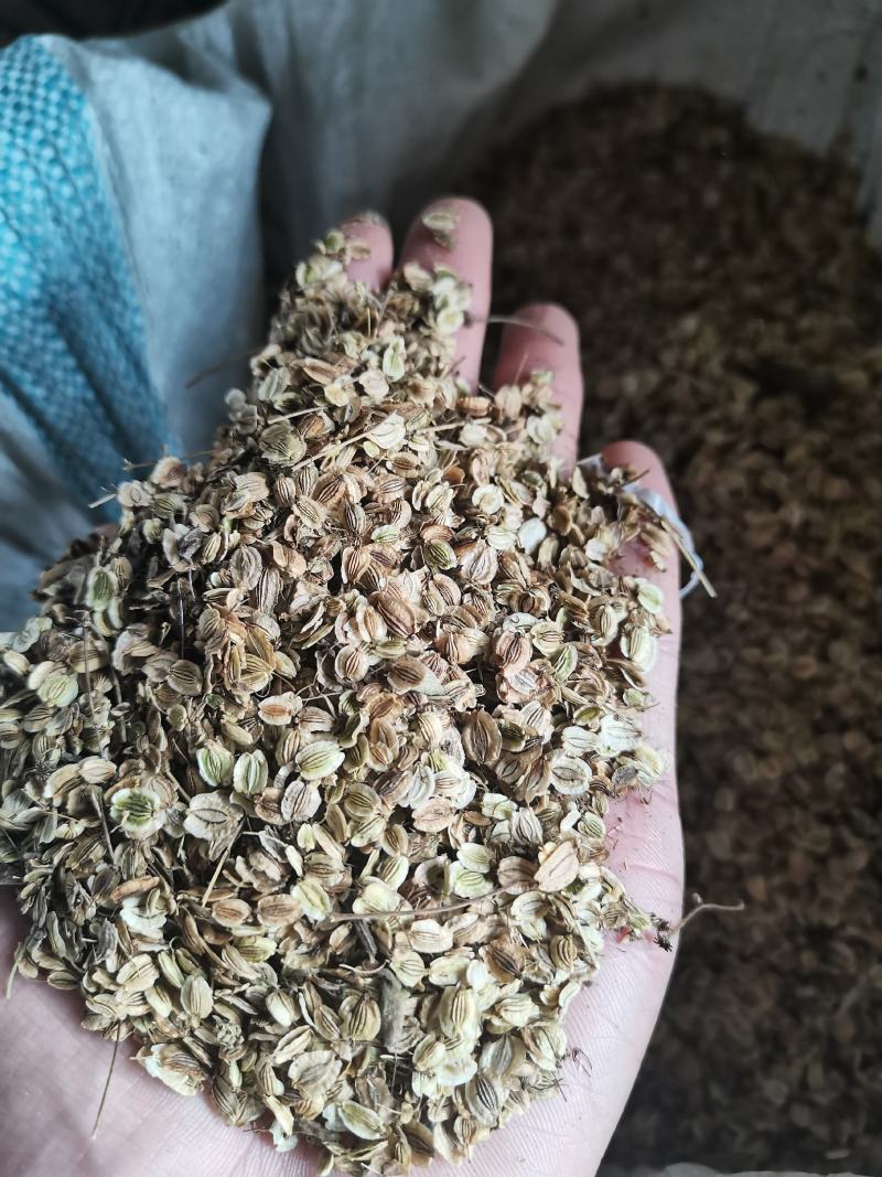 白芷籽，纯新二年生移栽白芷种子，产地直销，假一赔十