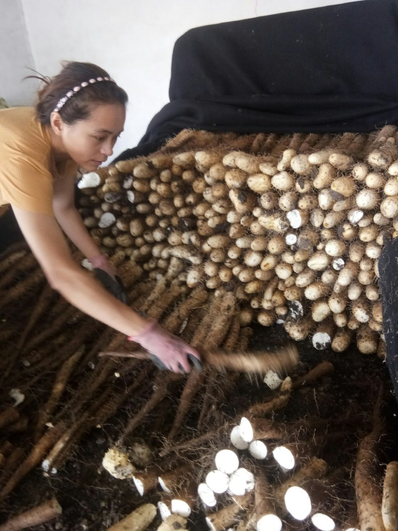 新山药上市上货量大质量好