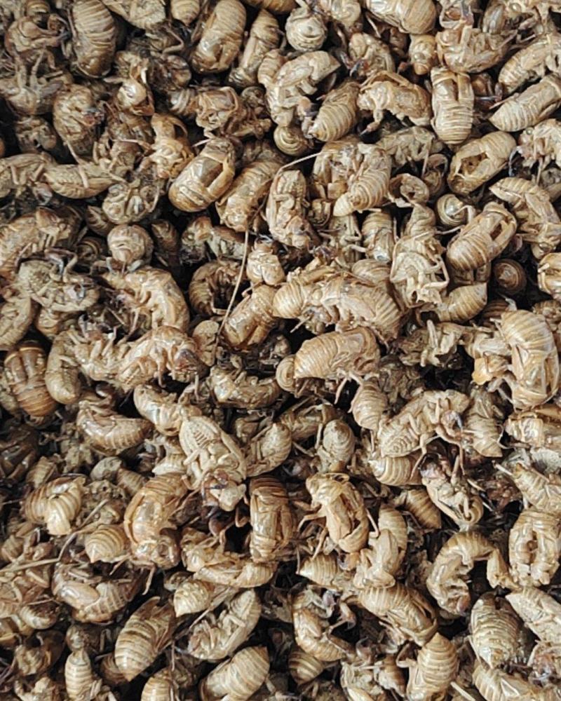 蝉蜕金蝉衣金蝉壳水洗干净无杂质