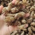 蝉蜕金蝉衣金蝉壳水洗干净无杂质