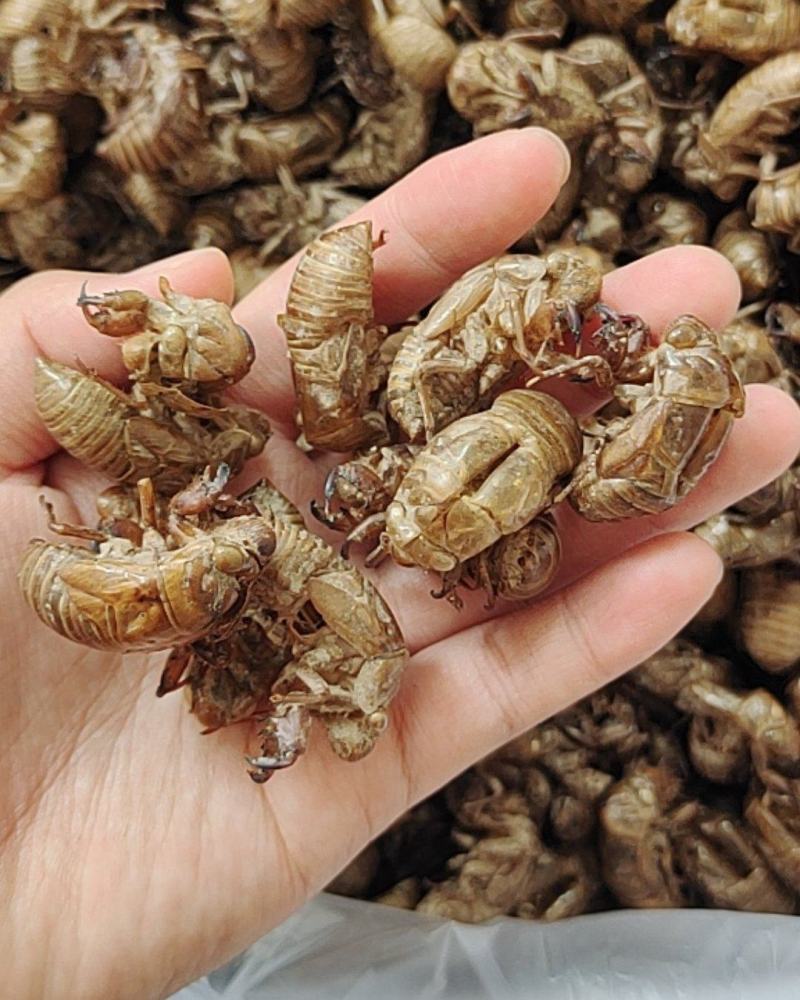 蝉蜕金蝉衣金蝉壳水洗干净无杂质