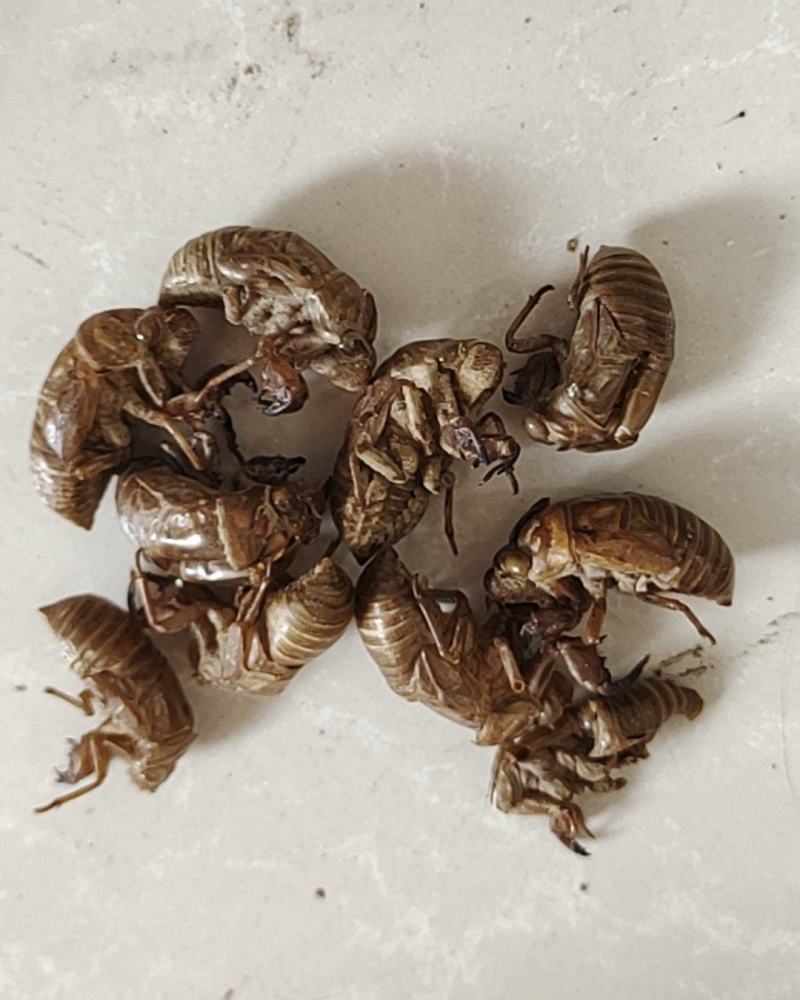 蝉蜕金蝉衣金蝉壳水洗干净无杂质