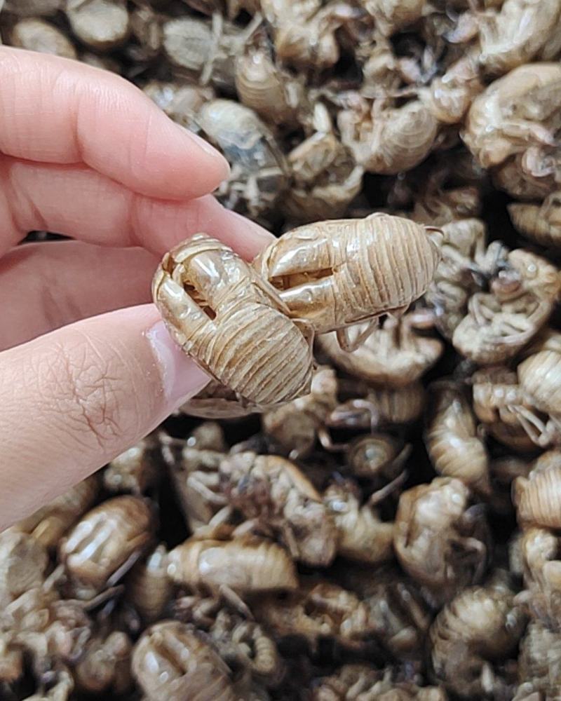 蝉蜕金蝉衣金蝉壳水洗干净无杂质